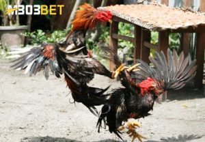 Kenali Penyebab Serta Penyelesaian Bagi Ayam Bangkok Susah Gemuk